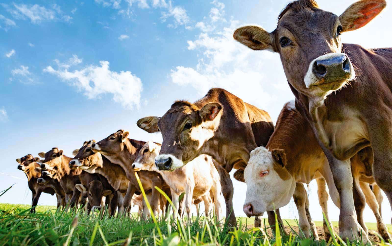 Welcome to Edelweiss